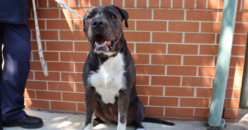 等你回家丨本周堪培拉RSPCA待领养宠物推荐 - Koko小狗和Teddy与Billy小兔