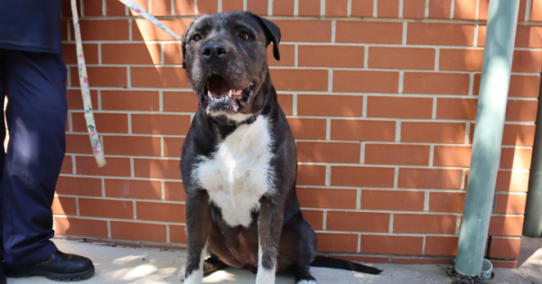 等你回家丨本周堪培拉RSPCA待领养宠物推荐 - Koko小狗和Teddy与Billy小兔