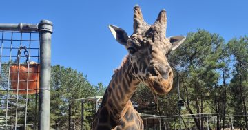 泥巴浴、冷冻蔬菜和特制冰棒：来看看堪培拉动物园是如何度过酷暑的