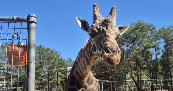 泥巴浴、冷冻蔬菜和特制冰棒：来看看堪培拉动物园是如何度过酷暑的