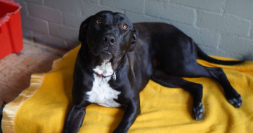 等你回家丨本周堪培拉RSPCA待领养宠物推荐 - Roxy小狗和Grover小猫