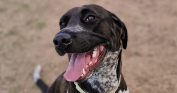 等你回家丨本周堪培拉RSPCA待领养宠物推荐 - Sunny小狗和Ciabatta小猫