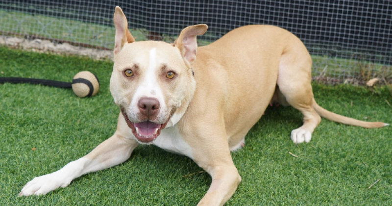 等你回家丨本周堪培拉RSPCA待领养宠物推荐 - Evie小狗和Kenneth小猫