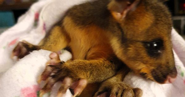 堪培拉负鼠宝宝误入国家动物园老虎围栏内，奇迹生还