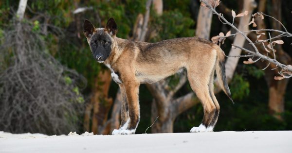 通过澳洲野犬DNA，破解“野狗”传言