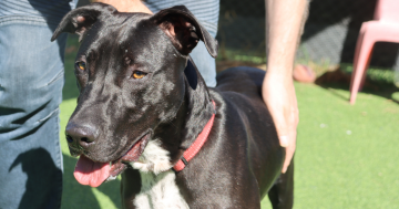 等你回家丨本周堪培拉RSPCA待领养宠物推荐 - Roxy小狗和Regina鹦鹉