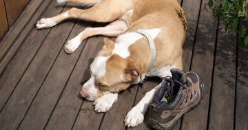 等你回家丨本周堪培拉RSPCA待领养宠物推荐 - Scooby小狗和Skyla小猫