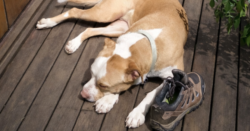 等你回家丨本周堪培拉RSPCA待领养宠物推荐 - Scooby小狗和Skyla小猫